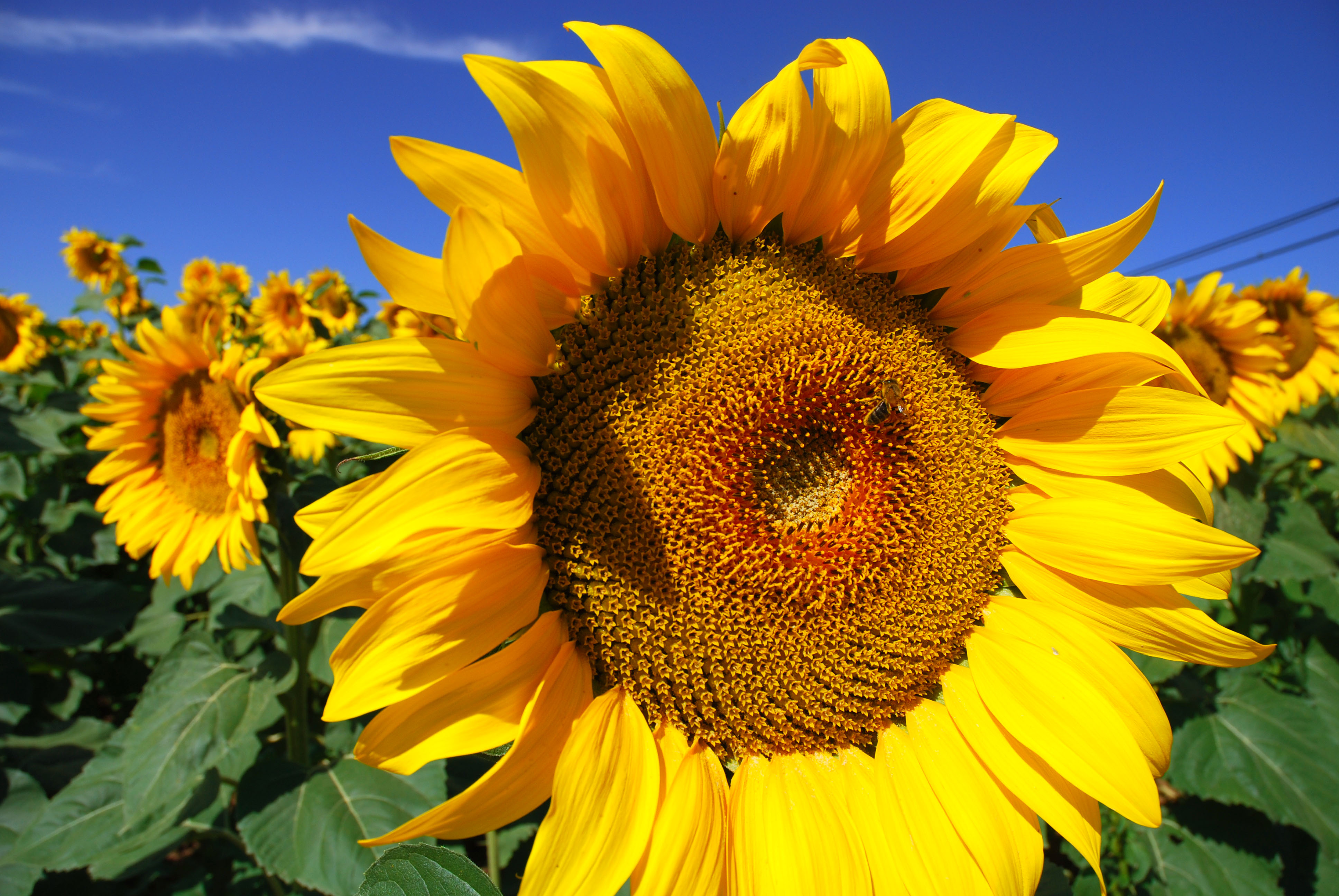 How to Grow Sunflowers | How To Grow Stuff