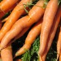 carrotslarge