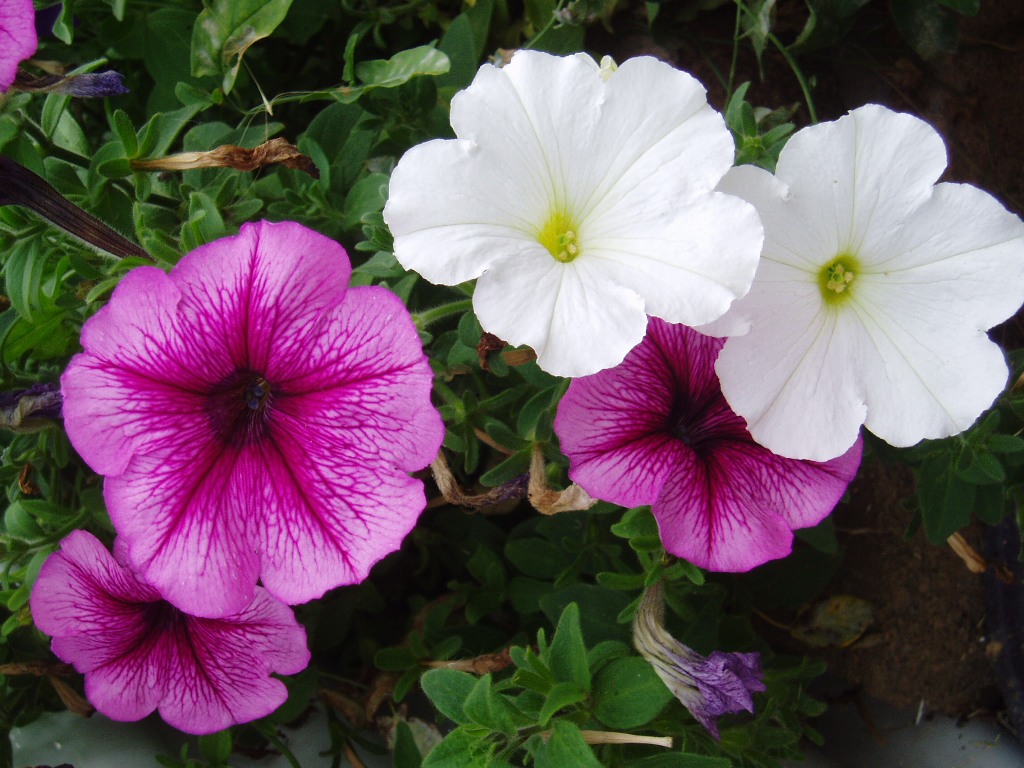 What is the best fertilizer for petunias?