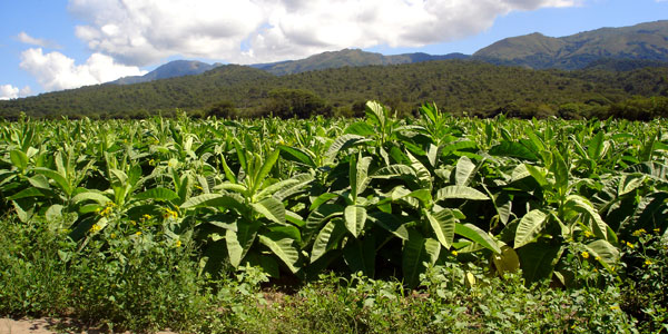 What are the steps to grow tobacco?